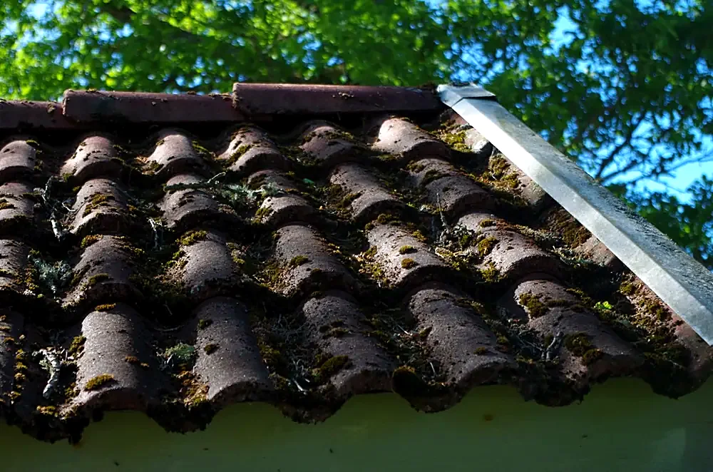 Removing moss and algae from a roof